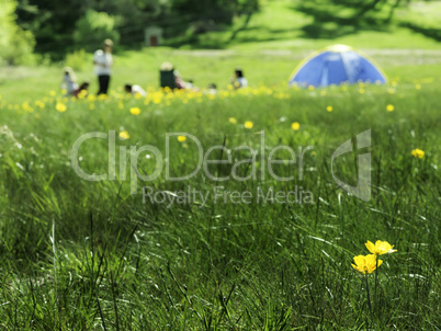 Green meadow in a forest and tent