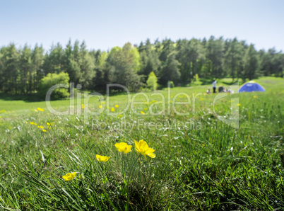 Green meadow in a forest and tent