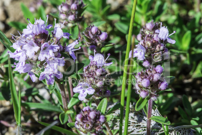 Flower thyme in the nature