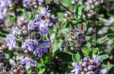 Flower thyme in the nature