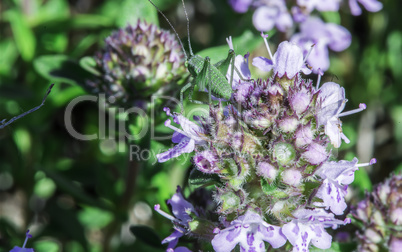 Flower thyme in the nature