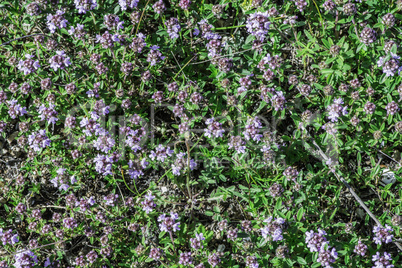 Flower thyme in the nature