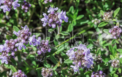 Flower thyme in the nature