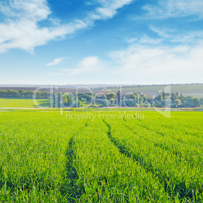 field and blue sky field and blue sky