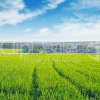 field and blue  sky