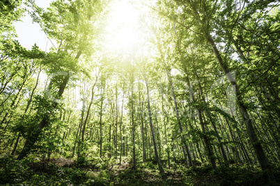 Sun light between the trees