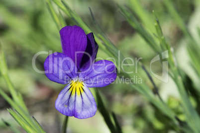 Violet flower and green leaves