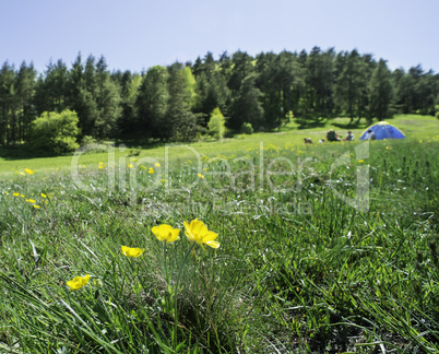 Green meadow in a forest and tent