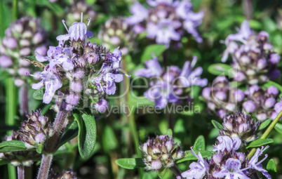 Flower thyme in the nature