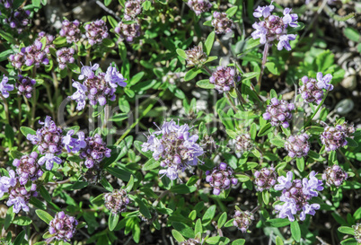 Flower thyme in the nature