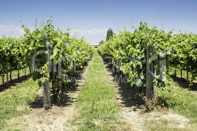 Green Vineyards