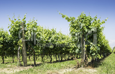 Green Vineyards