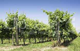 Green Vineyards