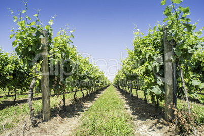 Green Vineyards