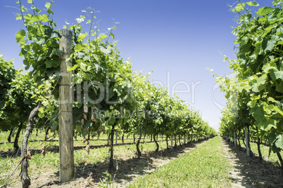 Green Vineyards