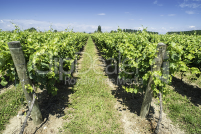 Green Vineyards