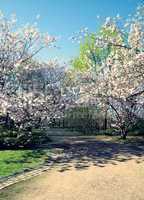 Cherry Blossom In Spring