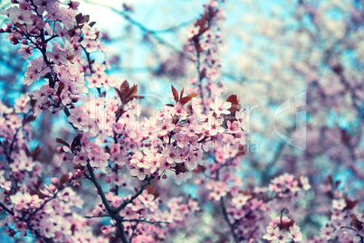 cherry blossom spring
