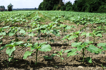 Young sunflower plantations