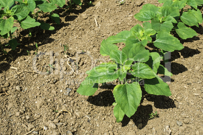 Young sunflower plantations