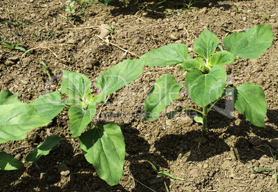 Young sunflower plantations