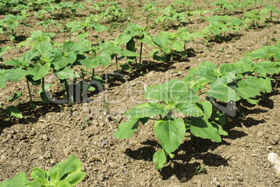 Young sunflower plantations