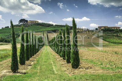 Vineyards and farm road in Italy