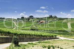 Vine plantations and farmhouse in Italy