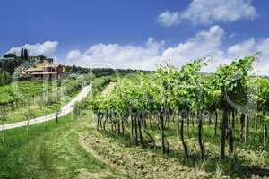 Vine plantations and farmhouse in Italy