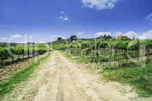 Vineyards and farm road in Italy