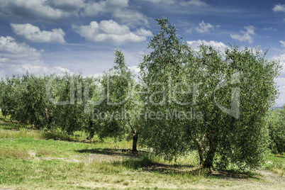 Olive trees in Italy