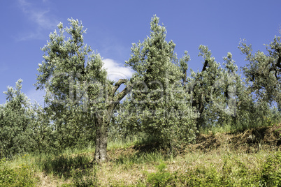 Olive trees in Italy