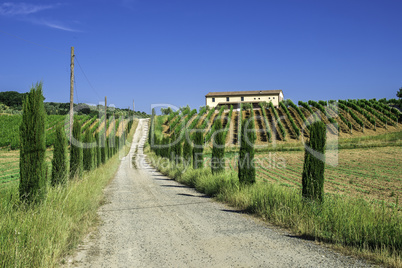 Vineyards and farm road in Italy