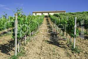 Vine plantations and farmhouse in Italy