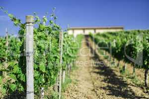 Vine plantations and farmhouse in Italy