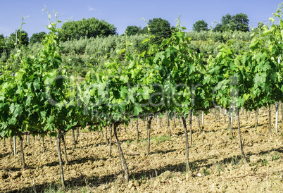 Vine plantations and farmhouse in Italy