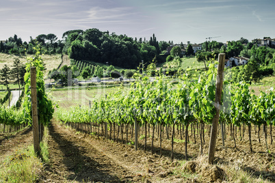 Vine plantations and farmhouse in Italy