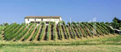 Vine plantations and farmhouse in Italy