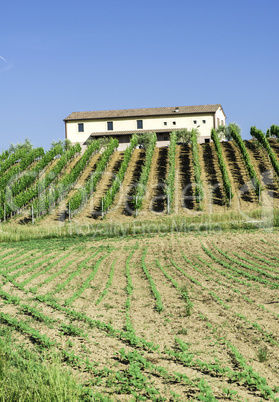 Vine plantations and farmhouse in Italy