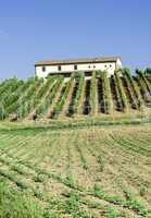 Vine plantations and farmhouse in Italy