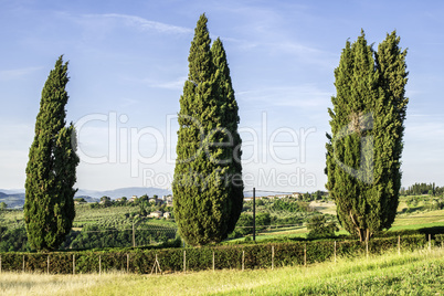 Tuscan cypress tree