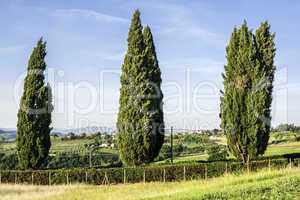 Tuscan cypress tree