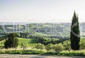 Tuscan cypress tree