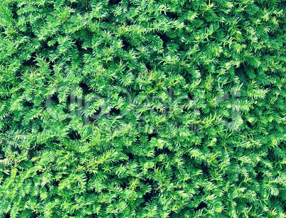 Green natural background.