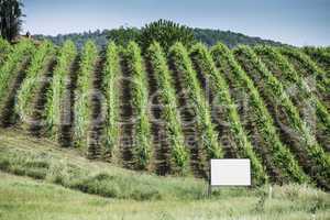 Vine plantations in Italy