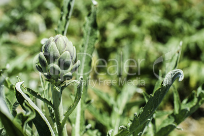 Artichoke plantation