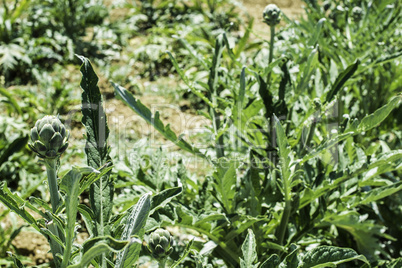 Artichoke plantation