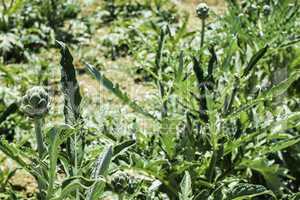 Artichoke plantation