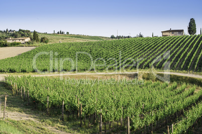 Vineyards in Tuscany