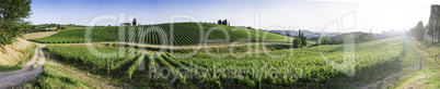 Vineyards in Tuscany